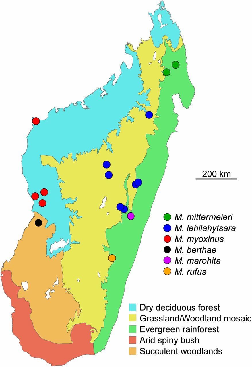 რუკა მადაგასკარი rainforest